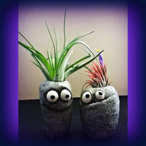 Air Plants and Planters