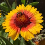 Bee in Marin