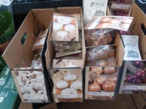 onion garlic bulbs