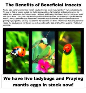 Ladybug Benefits  All About Lady Bugs