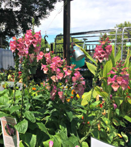 Pink Foxgloves