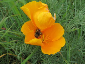 A bee feeds in a California Poppy