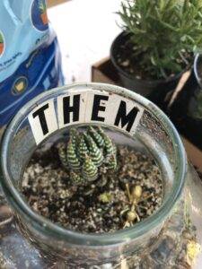 letters in terrarium