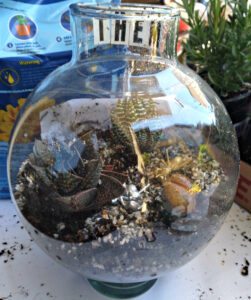 finished terrarium