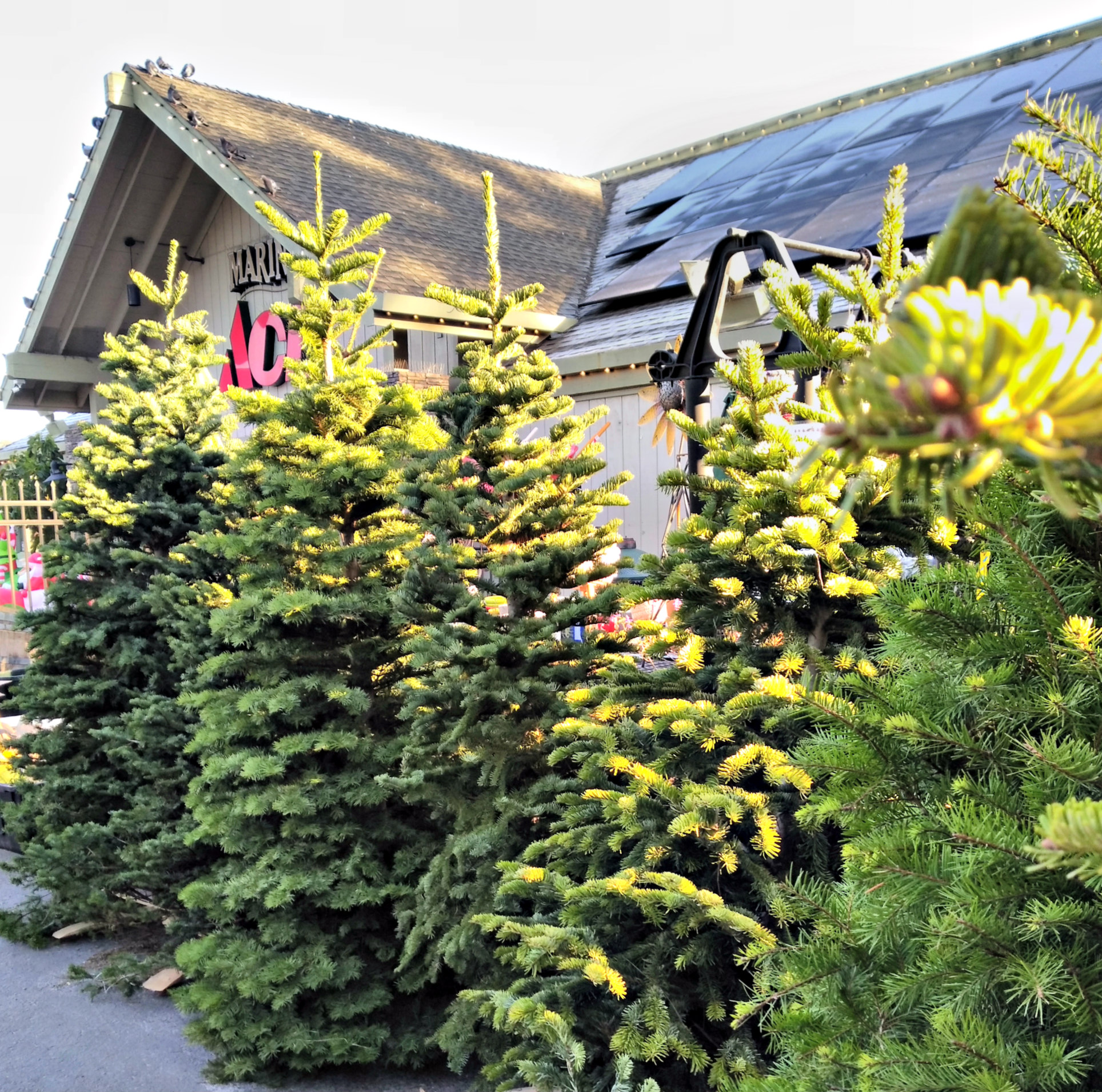 christmas trees at Marin Ace