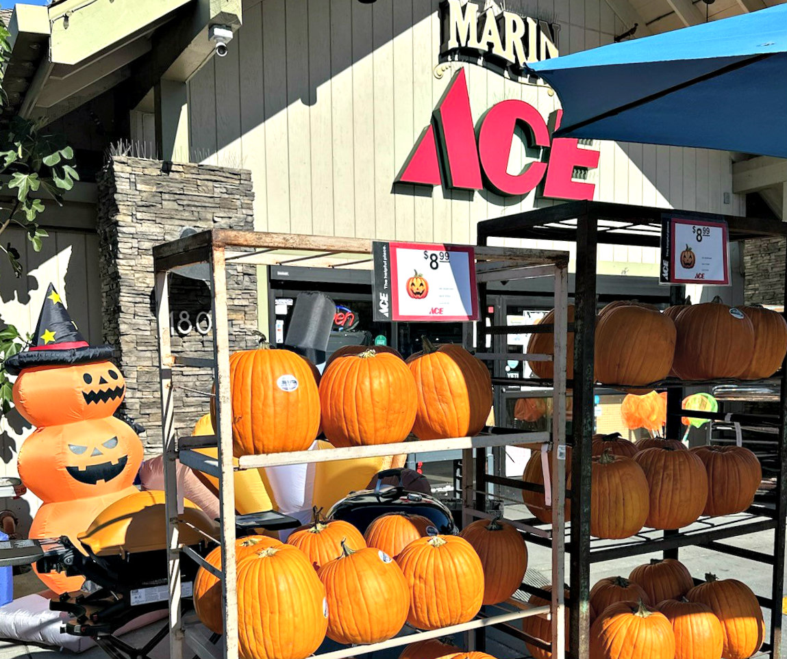 Marin Ace with Pumpkins