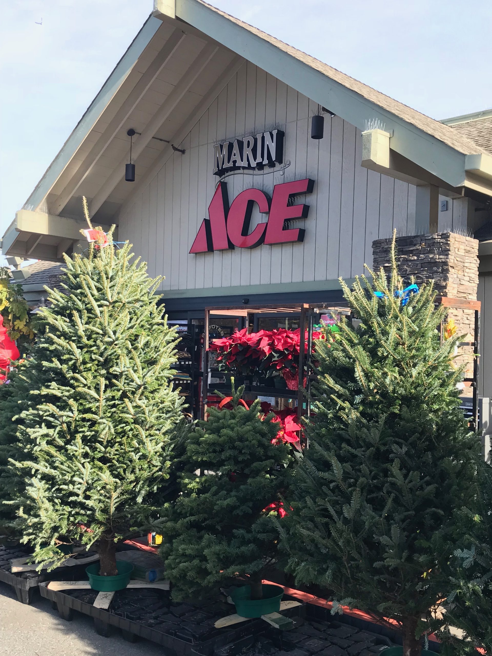 We have Christmas Trees