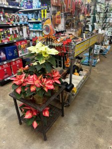 SM POINTSETTIA christmas dupe-5